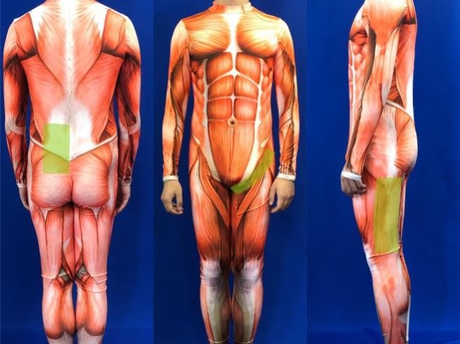 肌肉解剖图.jpg